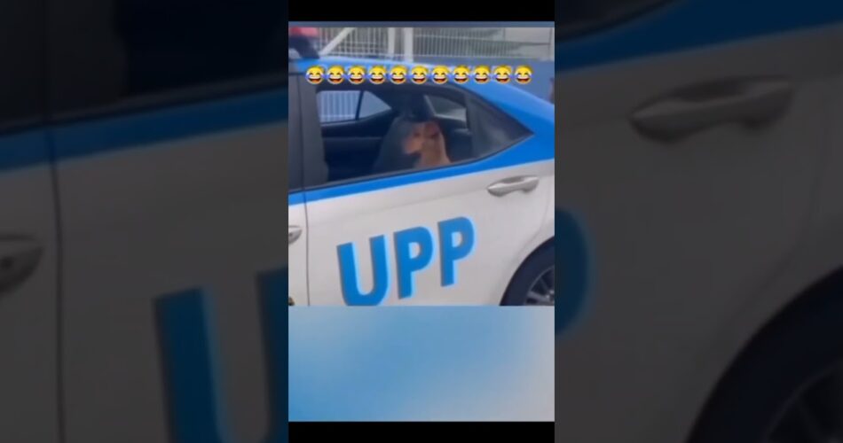 #shortvideo #shorts #short #funny